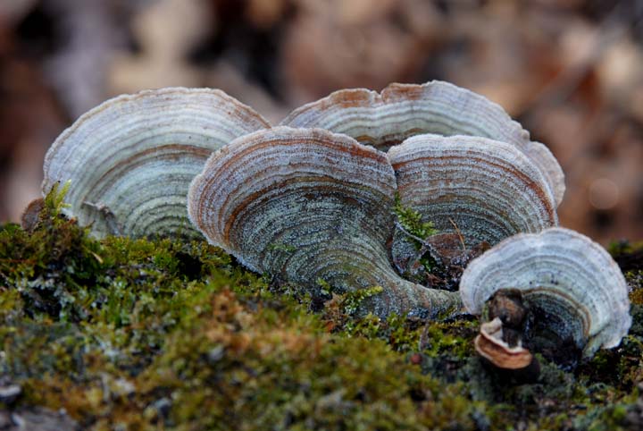Fungus on tree trunk