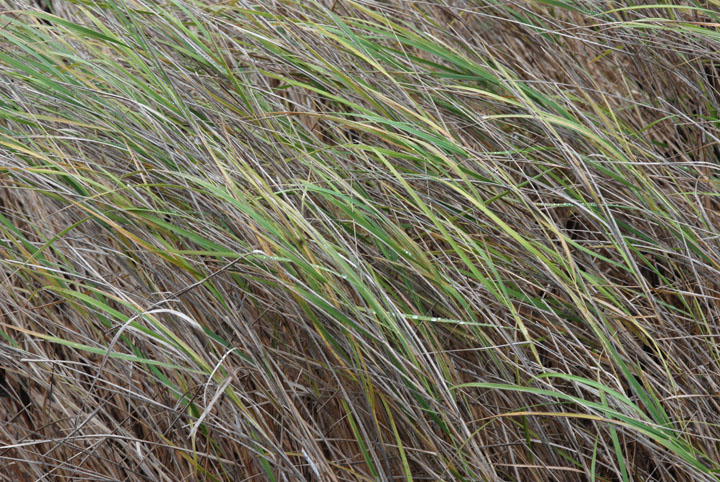 Grasses