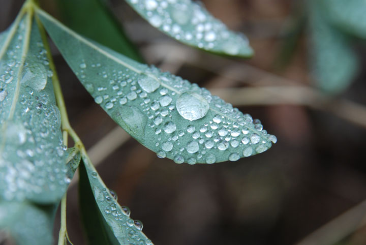 leaf with water droplets