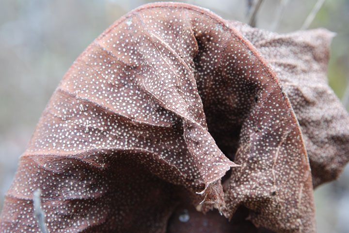 plant leaf