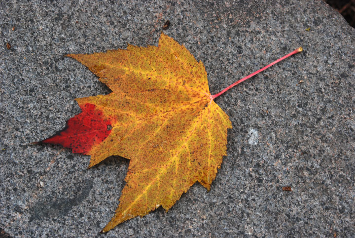 Maple Leaf