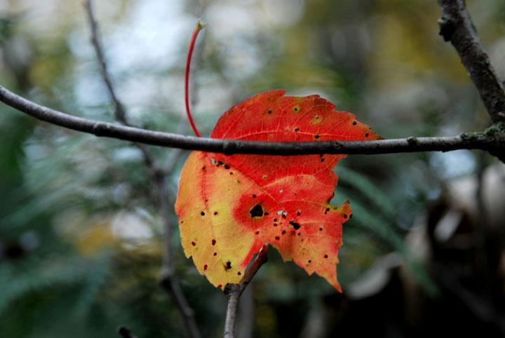 Maple leaf trapped on branch