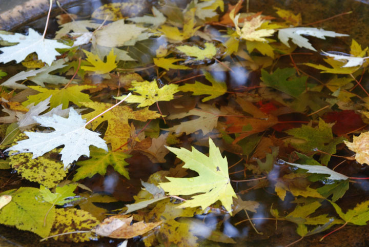 Leaves in water