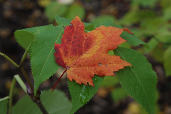 leaf on leaf