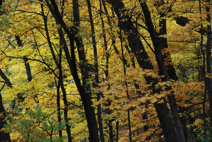 Autumn forest