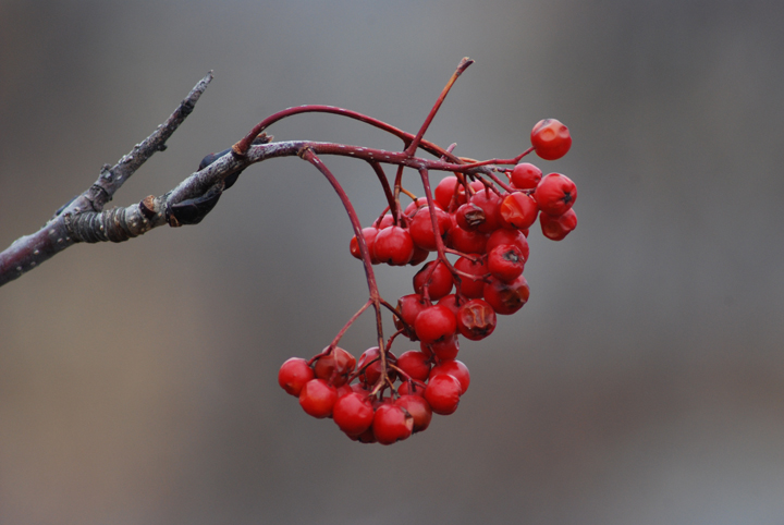 Mountain Ash berries