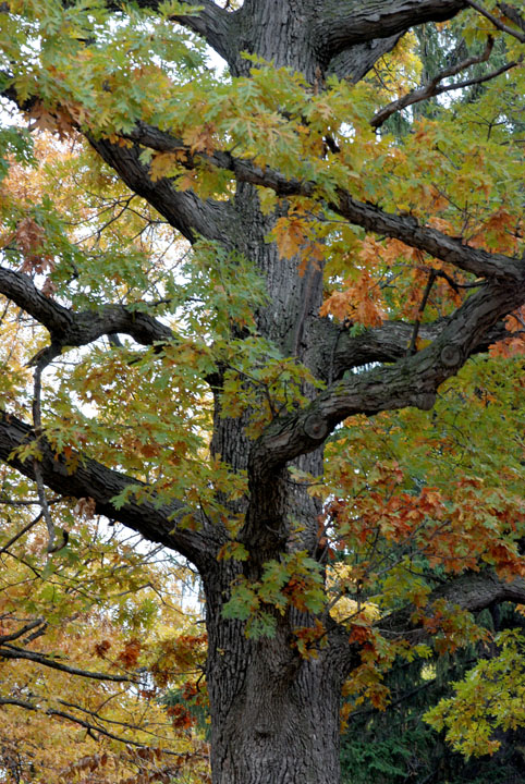Oak tree
