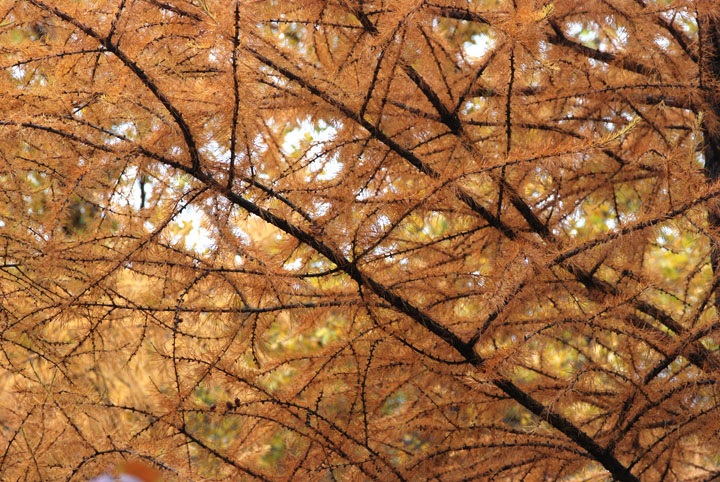 Tamaraks