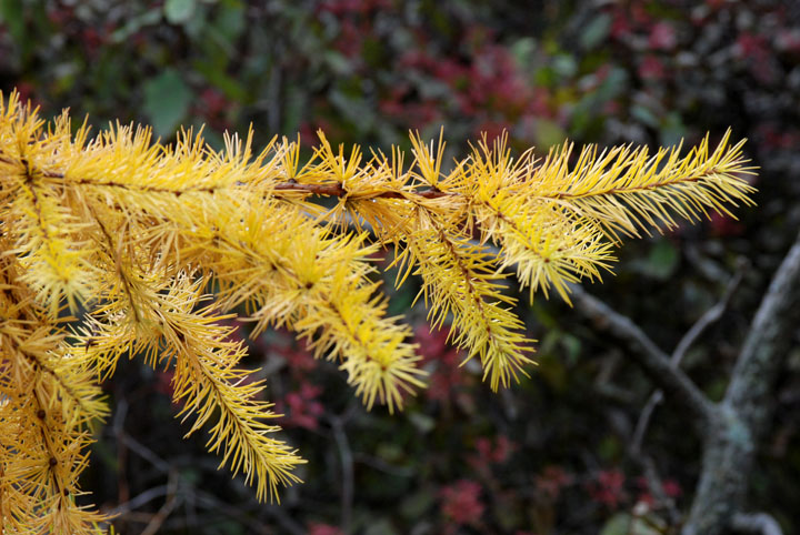 Tamarak