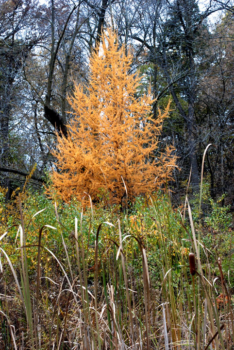 Tamarak