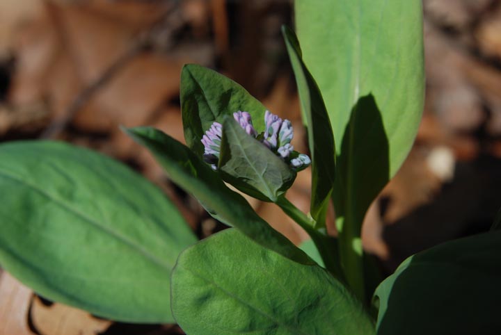 Virginia Bluebell