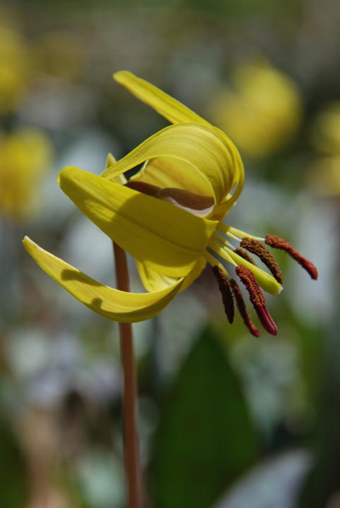 Yellow Trout-lily