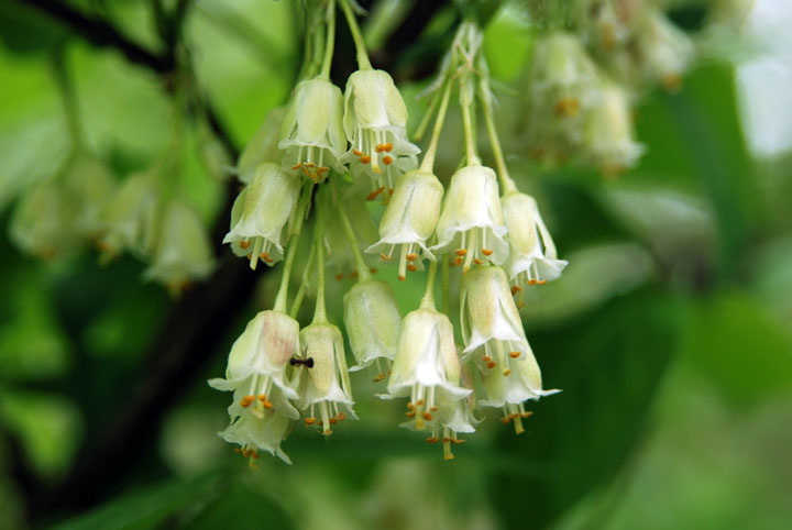 Bladdernut