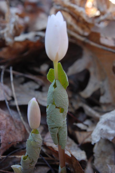 Bloodroot