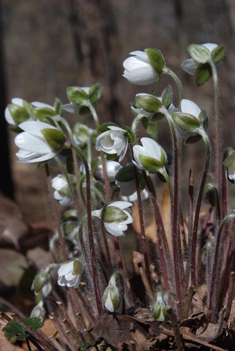 Rue Anemone