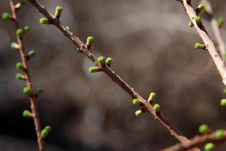 Larch