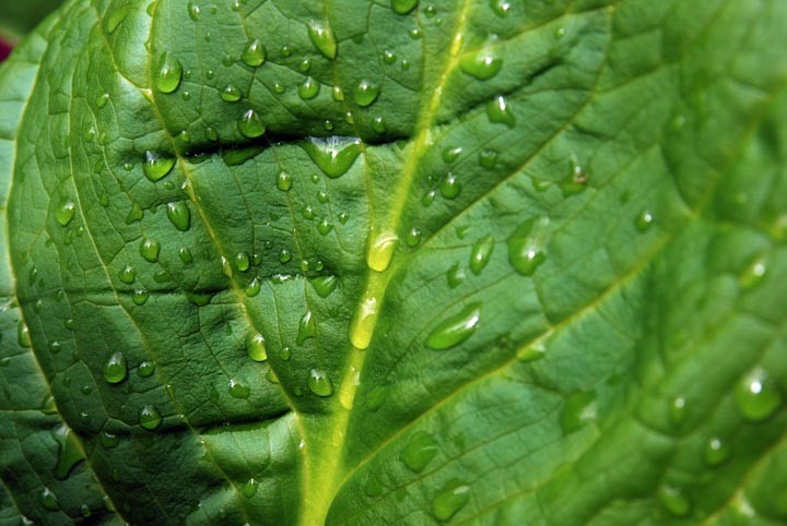 Skunk Cabbage leaf