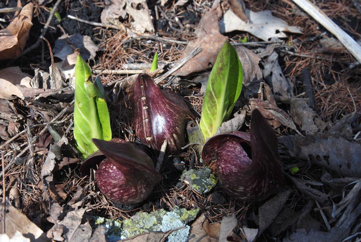 Skunk Cabbage