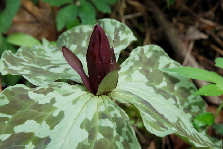 Toadshade Trillium