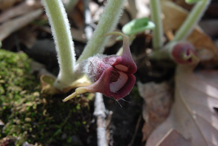 Wild Ginger