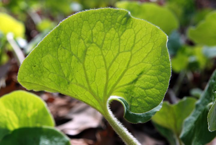 Wild Ginger leaf