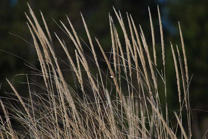 Grass on beach