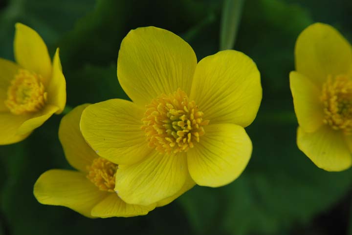 cowslip
