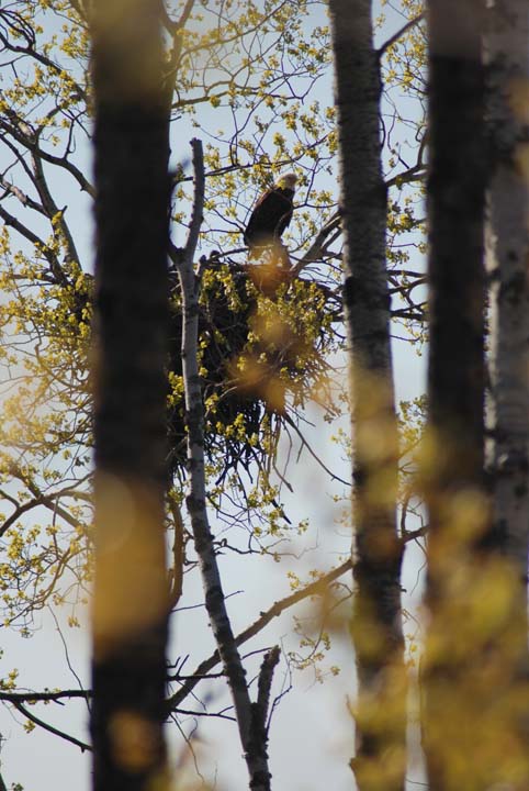 Eagle on nest