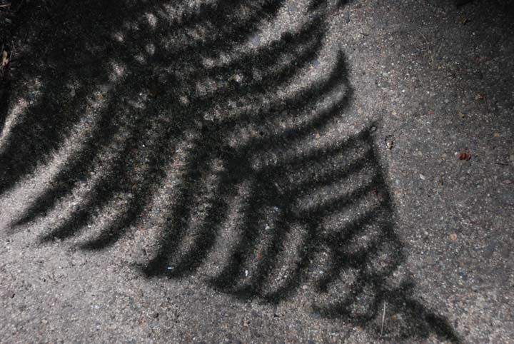 shadow of Bracken Fern