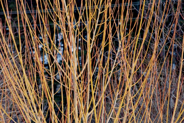 Willow branches