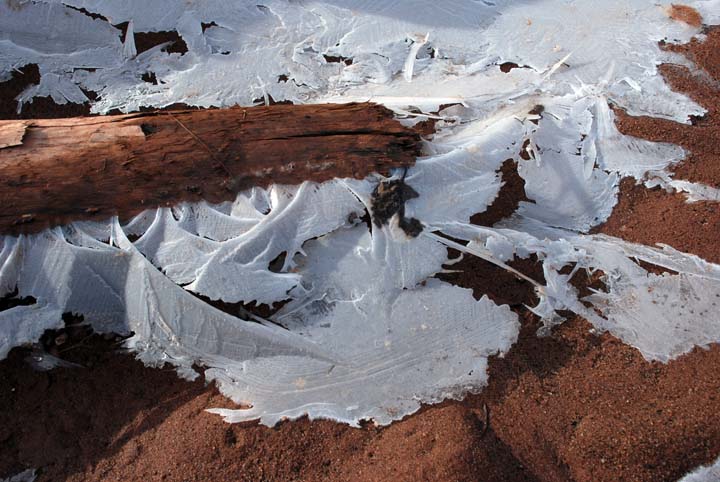 Ice Feathers