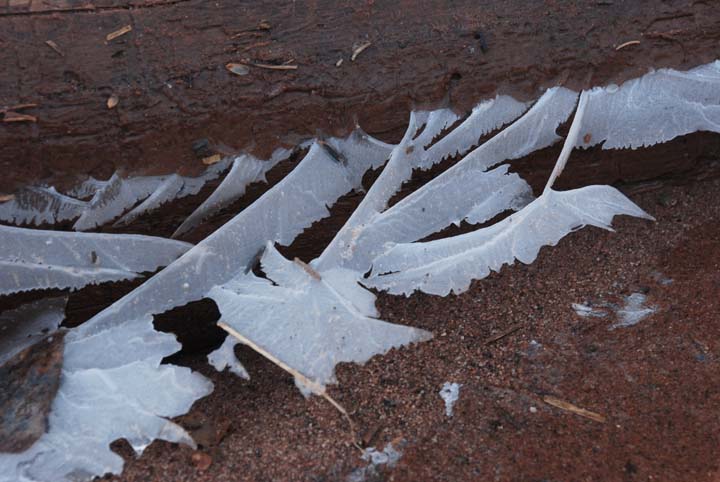 Ice Feathers