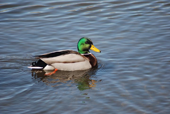 Mallard