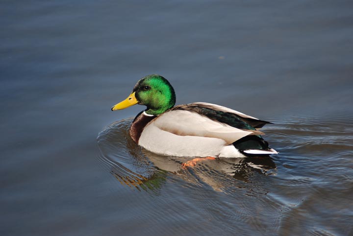 Mallard