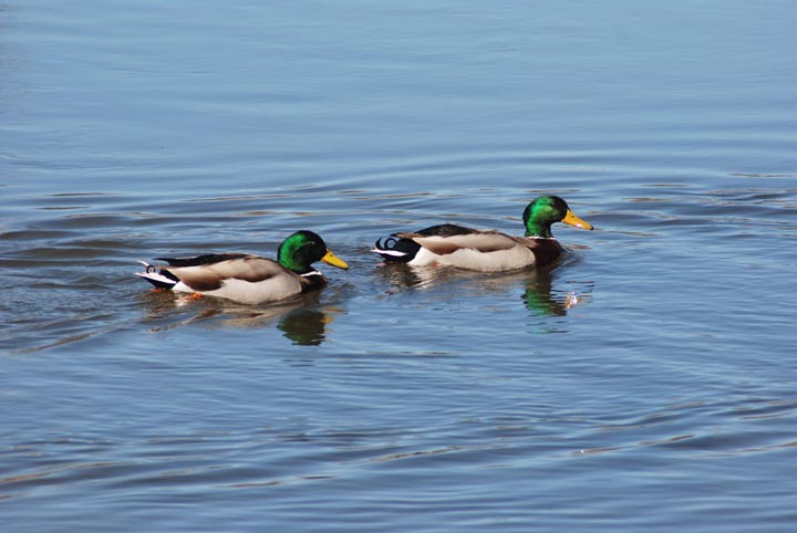 Mallards