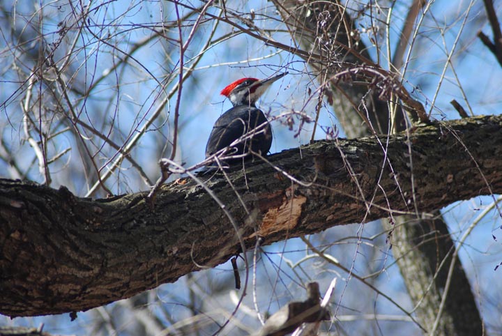 Pileated Woodpecker