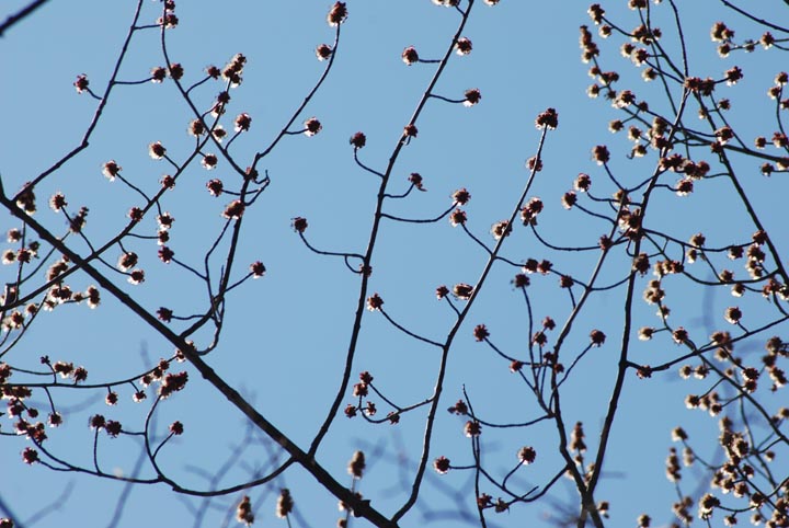 Spring buds