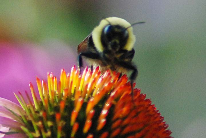 Purple Coneflower
