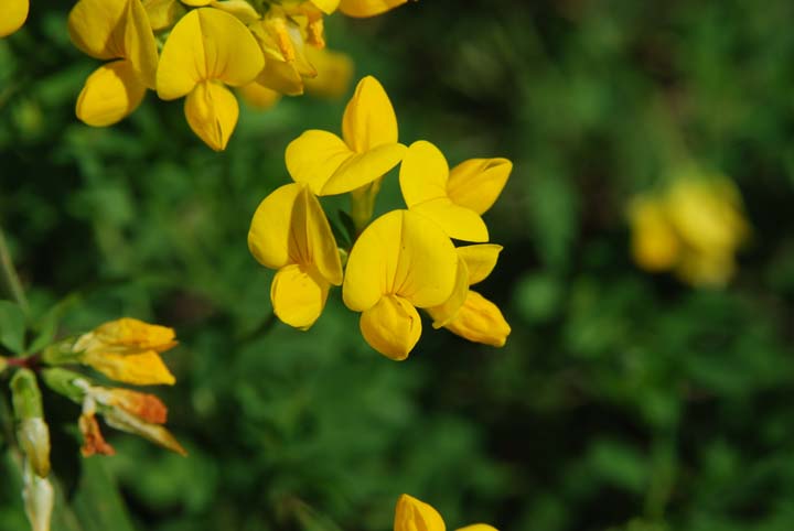 Bird's-foot Trefoil