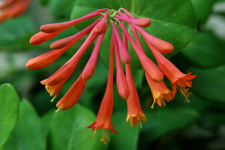 Honeysuckle