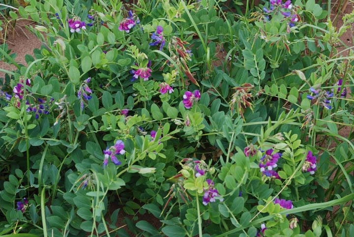 Beach Pea