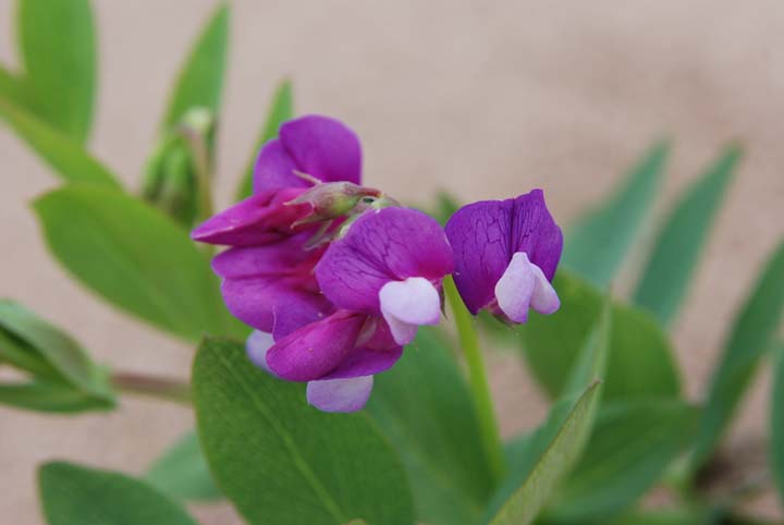 Beach Pea