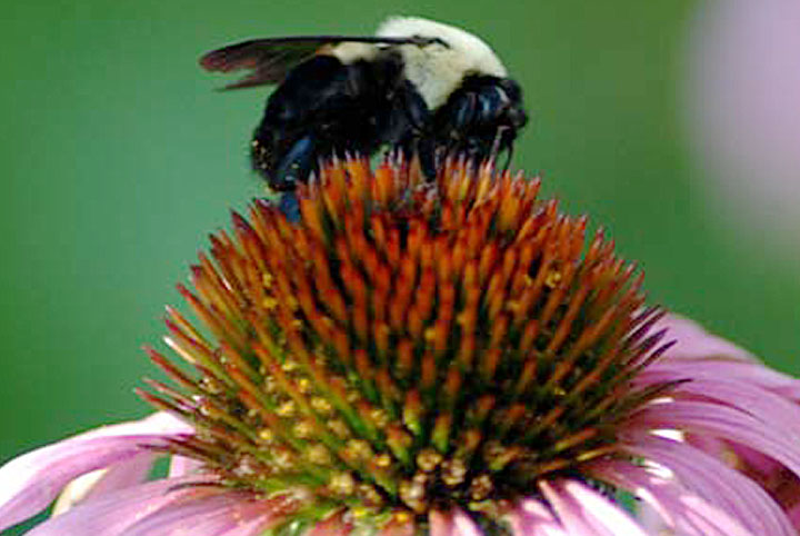 Purple Coneflower