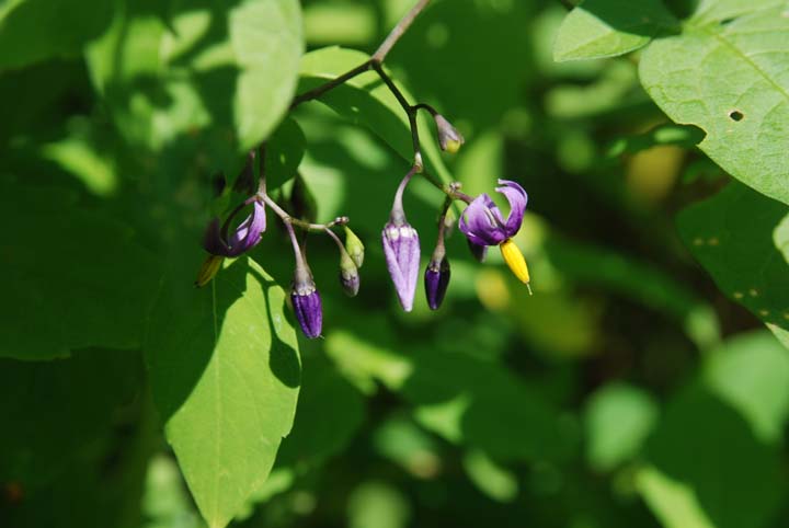 Bittersweet Nightshade