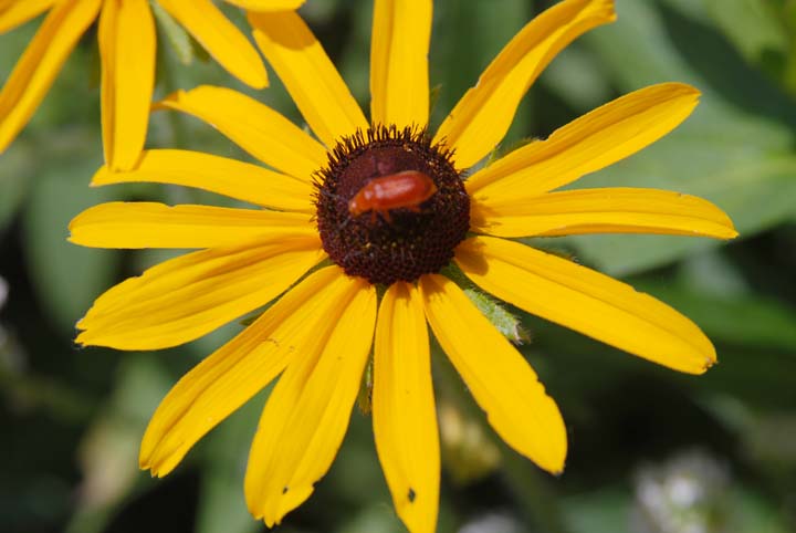 Black-eyed Susan