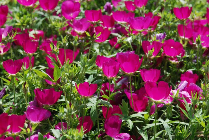 Buffalo Poppy