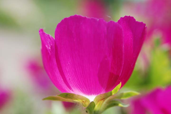 Buffalo Poppy