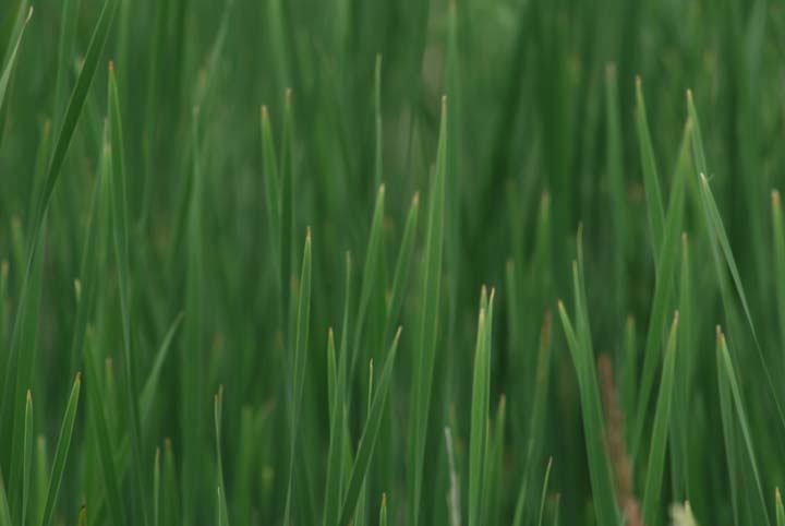 Cattail