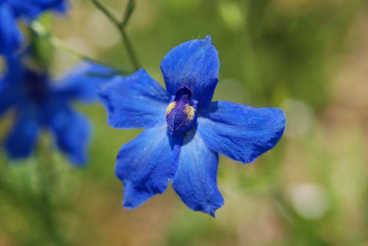 Chinese Larkspur