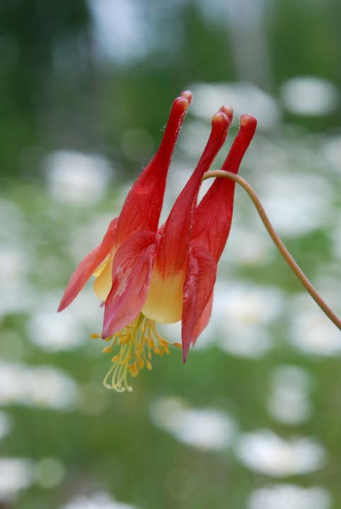 Columbine